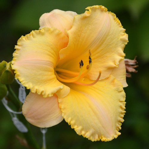 Daylily-MKB5-35-1200x-DSC 0076