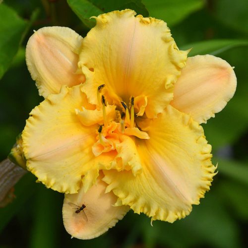 Daylily-MKB5-35-1200x-DSC 0077