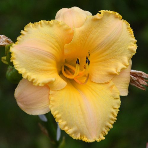 Daylily-MKB5-35-1200x-DSC 0079
