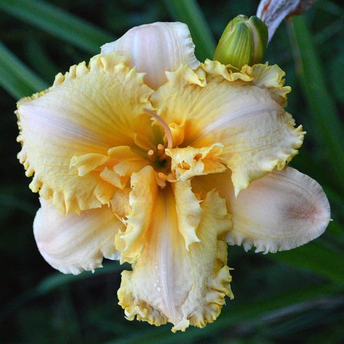 Daylily-MKB5-35-1200x-DSC 0159
