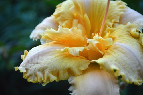 Daylily-MKB5-35-1200x-DSC 0166