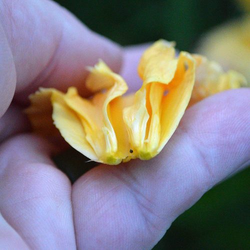 Daylily-MKB5-35-1200x-DSC 0171