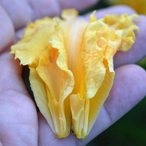 Daylily-MKB5-35-1200x-DSC 0173