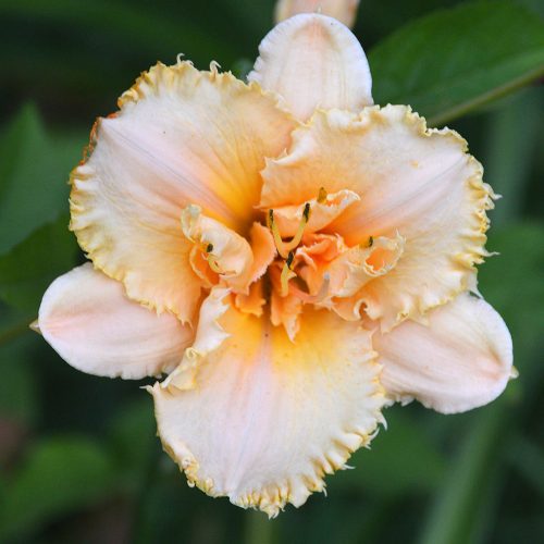 Daylily-MKB5-35-1200x-DSC 0174