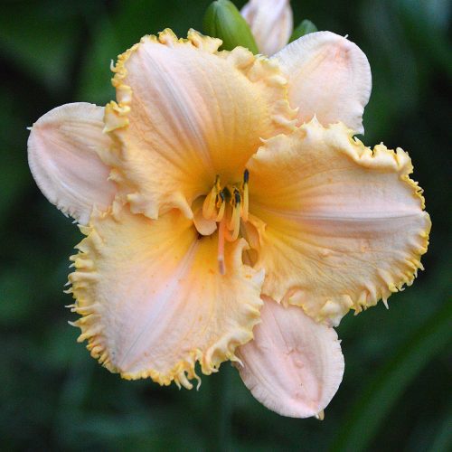 Daylily-MKB5-35-1200x-DSC 0184