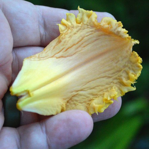 Daylily-MKB5-35-1200x-DSC 0184a