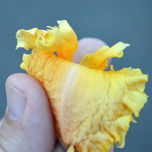 Daylily-MKB5-35-1200x-DSC 0185