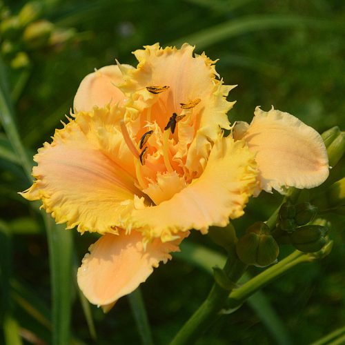 Daylily-MKB5-35-1200x-DSC 0205