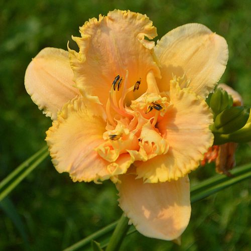 Daylily-MKB5-35-1200x-DSC 0207