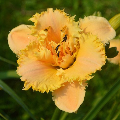 Daylily-MKB5-35-1200x-DSC 0213
