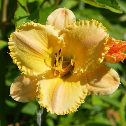 Daylily-MKB5-35-1200x-DSC 0282