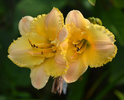 Daylily-MKB5-35-1200x-DSC 0284
