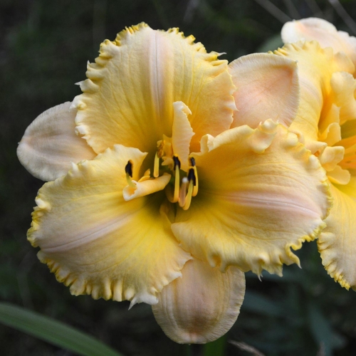 Daylily-MKB5-35-1200x-DSC 0304