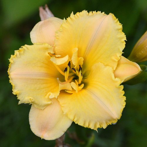 Daylily-MKB5-35-1200x-DSC 0304 (1)