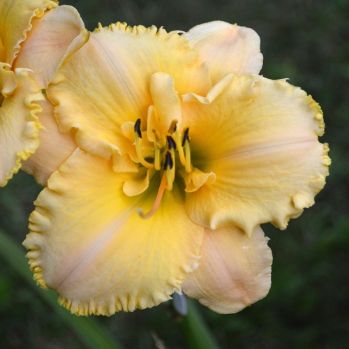 Daylily-MKB5-35-1200x-DSC 0315