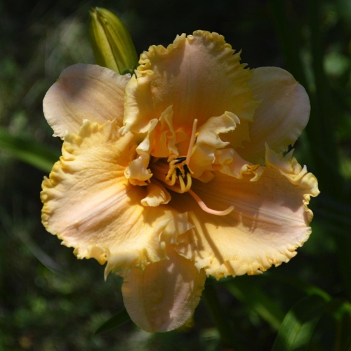 Daylily-MKB5-35-1200x-DSC 0328