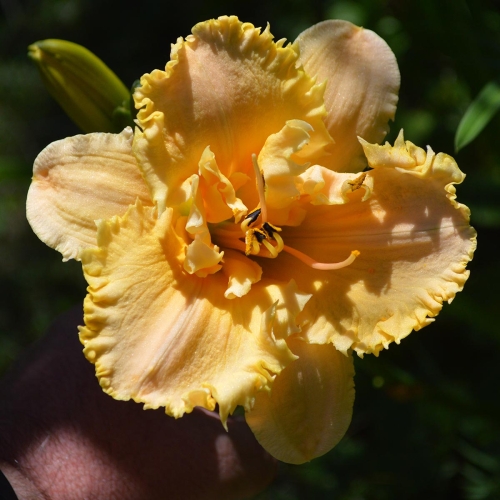 Daylily-MKB5-35-1200x-DSC 0332