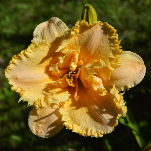 Daylily-MKB5-35-1200x-DSC 0336