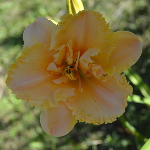 Daylily-MKB5-35-1200x-DSC 0339