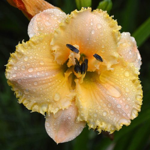 Daylily-MKB5-35-1200x-DSC 0393