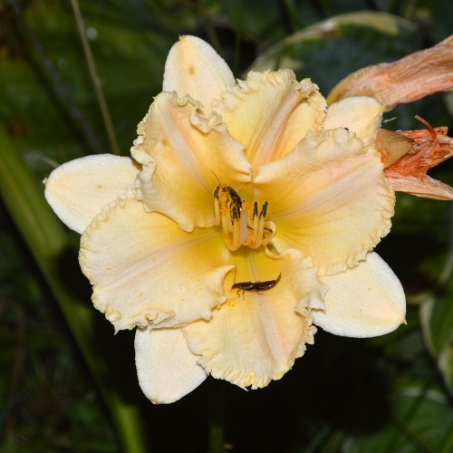 Daylily-MKB5-35-1200x-DSC 0416
