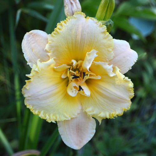 Daylily-MKB5-35-1200x-DSC 0475