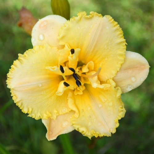Daylily-MKB5-35-1200x-DSC 0603