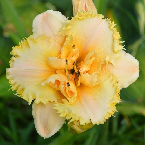 Daylily-MKB5-35-1200x-DSC 0626