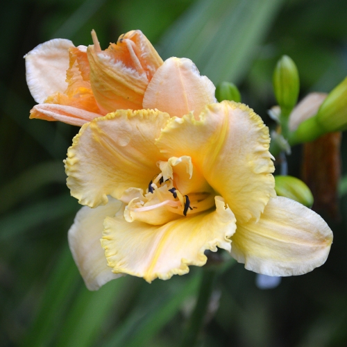 Daylily-MKB5-35-1200x-DSC 0676