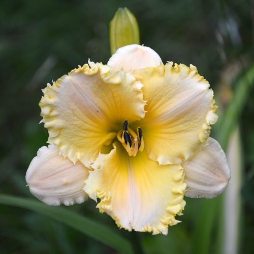 Daylily-MKB5-35-1200x-DSC 0680