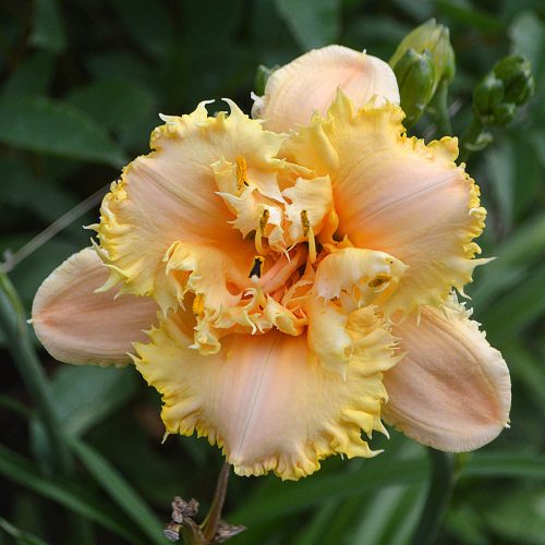 Daylily-MKB5-35-1200x-DSC 0775