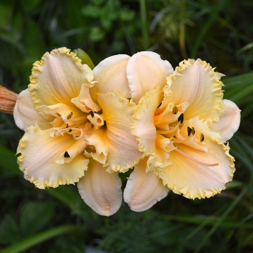Daylily-MKB5-35-1200x-DSC 0855