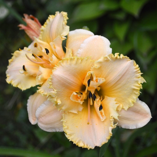 Daylily-MKB5-35-1200x-DSC 0856