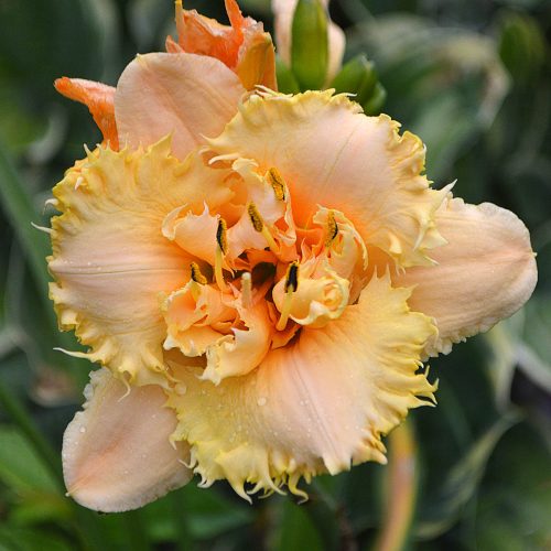 Daylily-MKB5-35-1200x-DSC 0894