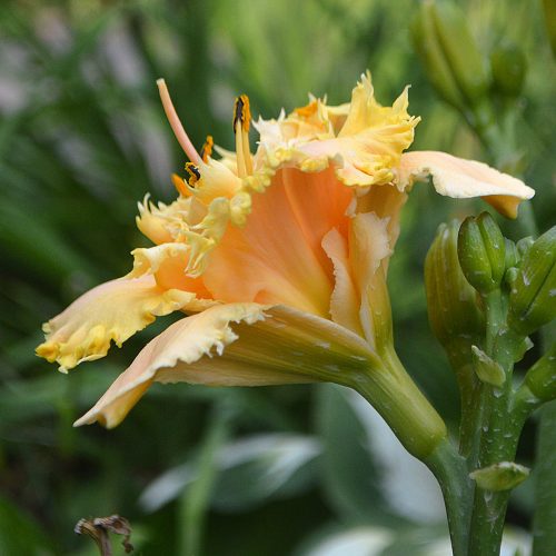 Daylily-MKB5-35-1200x-DSC 0934