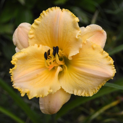 Daylily-MKB5-35-1200x-DSC 0977