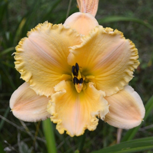 Daylily-MKB5-35-1200x-DSC 0984