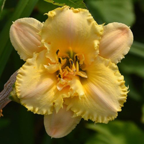 Daylily-MKB5-35-1200x-DSC 0991