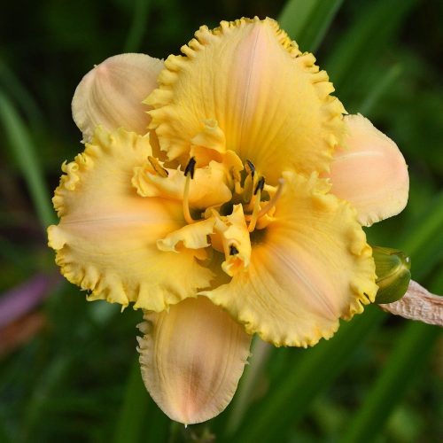 Daylily-MKB5-35-1200x-DSC 0994