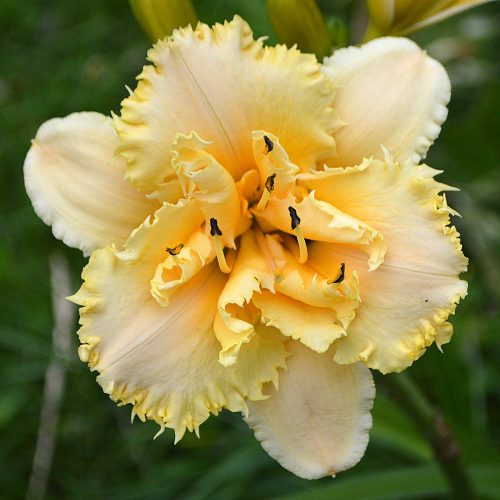 Daylily-MKB5-35-1200x-DSC 1464