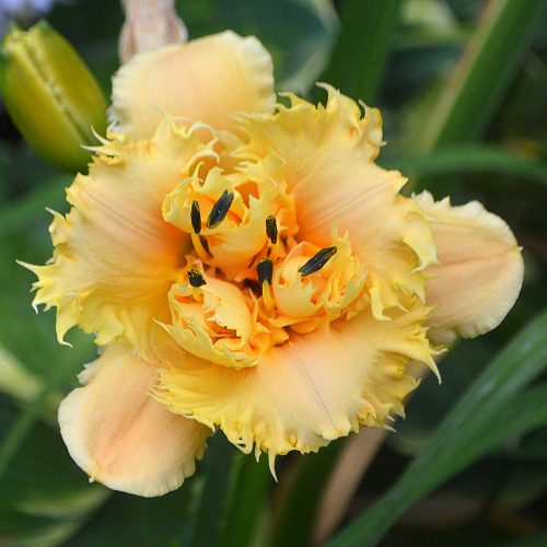 Daylily-MKB5-35-1200x-DSC 2032