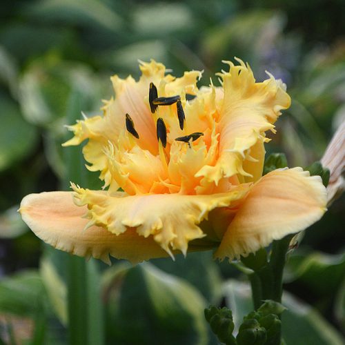Daylily-MKB5-35-1200x-DSC 2042