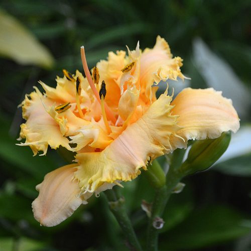Daylily-MKB5-35-1200x-DSC 2062