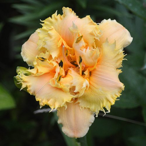 Daylily-MKB5-35-1200x-DSC 2066