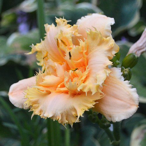 Daylily-MKB5-35-1200x-DSC 2429