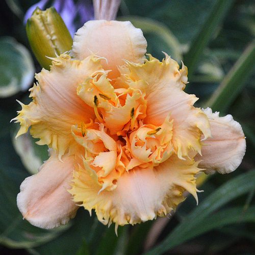 Daylily-MKB5-35-1200x-DSC 2435