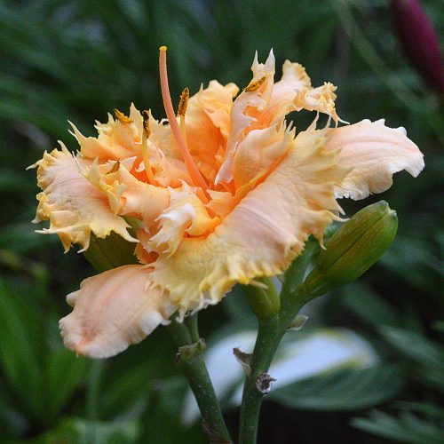 Daylily-MKB5-35-1200x-DSC 2442