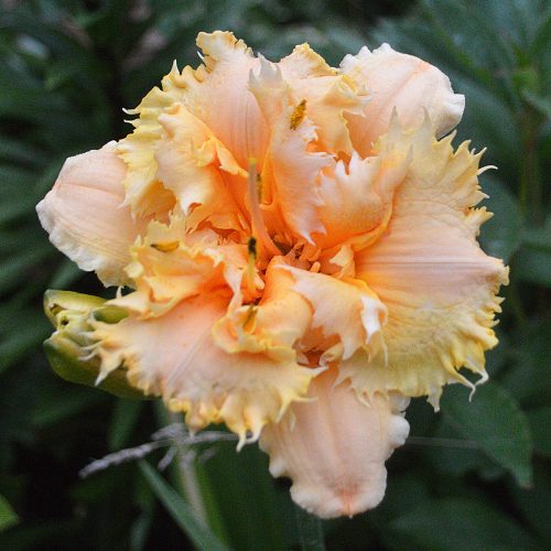 Daylily-MKB5-35-1200x-DSC 2445