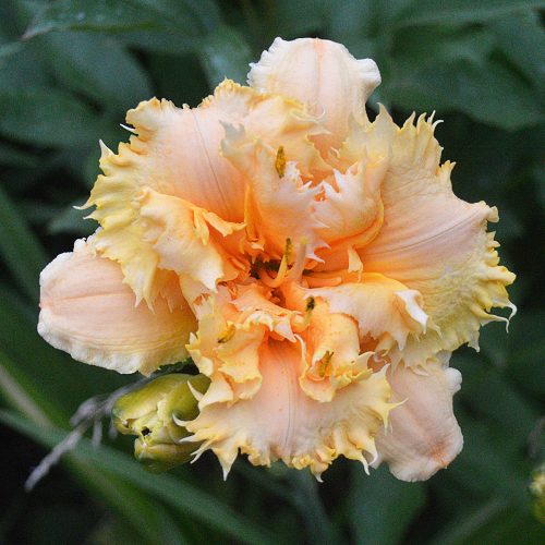 Daylily-MKB5-35-1200x-DSC 2448