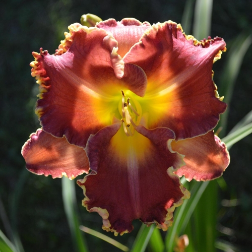 Daylily-MKB6-1-1200x-DSC 0087